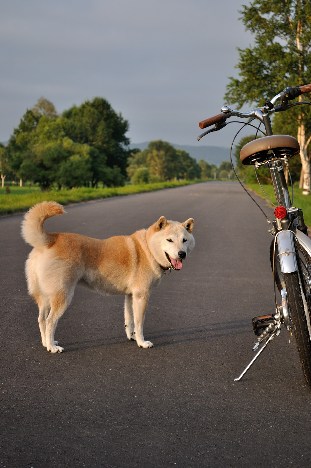【体験談あり】自転車の急なトラブルに！Cycle Call（サイクルコール）はママも注目のサービス