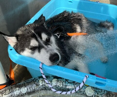 【暑さに弱いハスキー犬】我が家の夏対策5選！涼しく快適に過ごす工夫