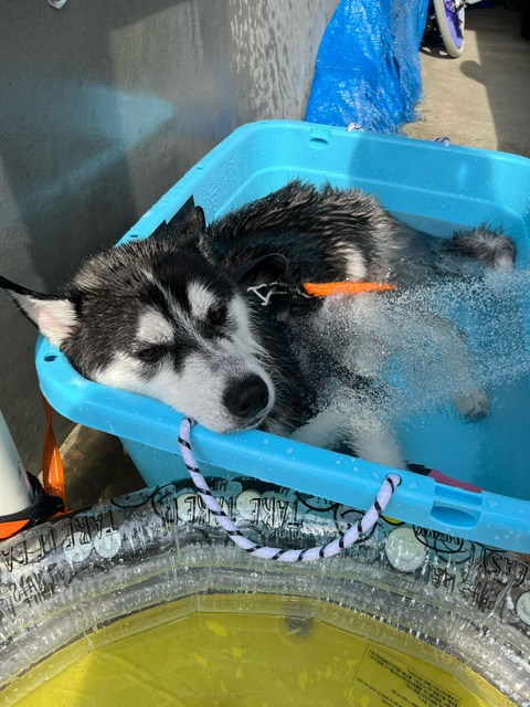 【暑さに弱いハスキー犬】我が家の夏対策5選!涼しく快適に過ごす工夫